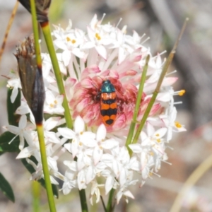 Castiarina crenata at Boolijah, NSW - 6 Nov 2021