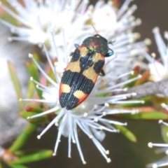 Castiarina sexplagiata (Jewel beetle) at Boolijah, NSW - 6 Nov 2021 by Harrisi