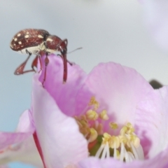 Aoplocnemis sp. (genus) (A weevil) at Jerrawangala National Park - 6 Nov 2021 by Harrisi