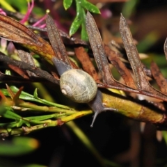 Cornu aspersum (Common Garden Snail) at ANBG - 5 Nov 2021 by TimL