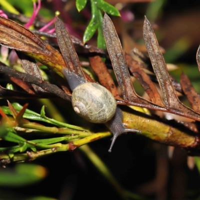 Cornu aspersum (Common Garden Snail) at Acton, ACT - 5 Nov 2021 by TimL
