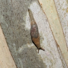 Cystopelta sp. (genus) (Unidentified Cystopelta Slug) at Acton, ACT - 5 Nov 2021 by TimL