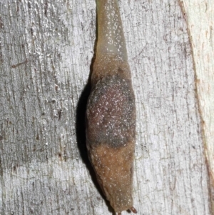 Cystopelta sp. (genus) at Acton, ACT - 5 Nov 2021
