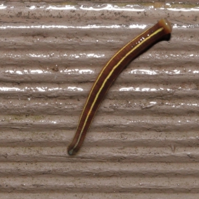 Hirudinea sp. (Class) (Unidentified Leech) at Acton, ACT - 5 Nov 2021 by TimL