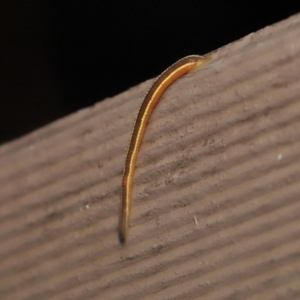 Hirudinea sp. (Class) at Acton, ACT - 5 Nov 2021