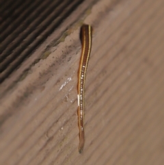 Hirudinea sp. (Class) at Acton, ACT - 5 Nov 2021