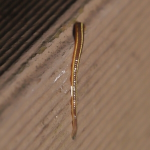 Hirudinea sp. (Class) at Acton, ACT - 5 Nov 2021 01:53 PM