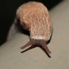 Cystopelta sp. (genus) at Acton, ACT - 5 Nov 2021