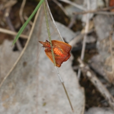 Tortricopsis uncinella at Nail Can Hill - 6 Nov 2021 by KylieWaldon