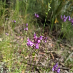 Linaria pelisseriana at Nanima, NSW - 6 Nov 2021 09:03 AM