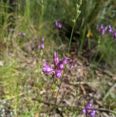 Linaria pelisseriana (Pelisser's Toadflax) at Nanima, NSW - 6 Nov 2021 by Miko