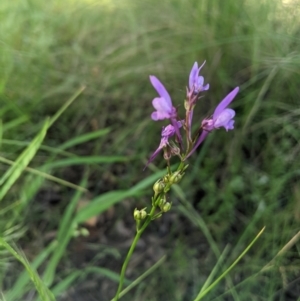 Linaria pelisseriana at Nanima, NSW - 6 Nov 2021 09:03 AM