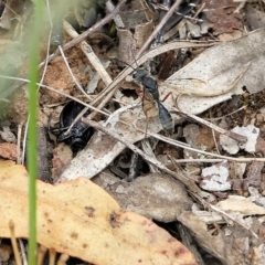 Unidentified Wasp (Hymenoptera, Apocrita) at Nail Can Hill - 6 Nov 2021 by KylieWaldon