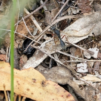 Unverified Wasp (Hymenoptera, Apocrita) at Albury, NSW - 6 Nov 2021 by KylieWaldon