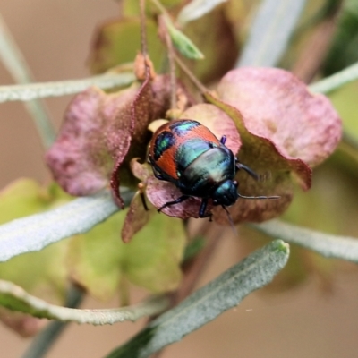 Choerocoris paganus (Ground shield bug) at Nail Can Hill - 6 Nov 2021 by KylieWaldon