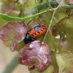 Choerocoris paganus at Albury, NSW - 6 Nov 2021