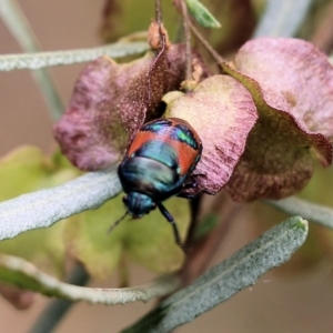 Choerocoris paganus at Albury, NSW - 6 Nov 2021