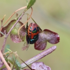 Choerocoris paganus at Albury, NSW - 6 Nov 2021