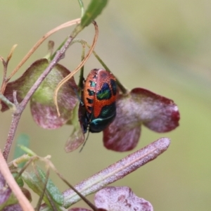 Choerocoris paganus at Albury, NSW - 6 Nov 2021