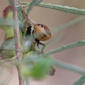 Choerocoris paganus at Albury, NSW - 6 Nov 2021