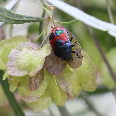 Choerocoris paganus (Ground shield bug) at Nail Can Hill - 6 Nov 2021 by KylieWaldon