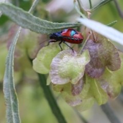 Choerocoris paganus at Albury, NSW - 6 Nov 2021