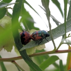 Choerocoris paganus at Albury, NSW - 6 Nov 2021