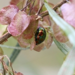 Callidemum hypochalceum (Hop-bush leaf beetle) at Nail Can Hill - 6 Nov 2021 by KylieWaldon