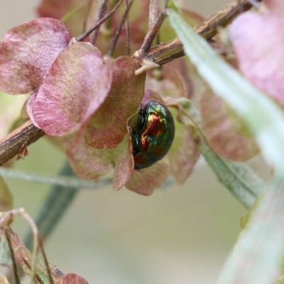 Callidemum hypochalceum (Hop-bush leaf beetle) at Nail Can Hill - 6 Nov 2021 by KylieWaldon