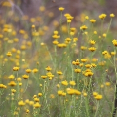 Xerochrysum viscosum (Sticky Everlasting) at Albury, NSW - 6 Nov 2021 by KylieWaldon