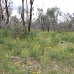 Xerochrysum viscosum at Albury, NSW - 6 Nov 2021