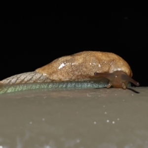 Cystopelta sp. (genus) at Acton, ACT - 5 Nov 2021 02:05 PM