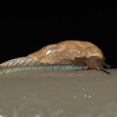 Cystopelta sp. (genus) (Unidentified Cystopelta Slug) at Acton, ACT - 5 Nov 2021 by TimL