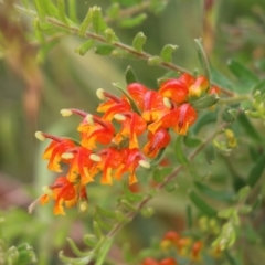 Grevillea alpina (Mountain Grevillea / Cat's Claws Grevillea) at Albury - 6 Nov 2021 by KylieWaldon