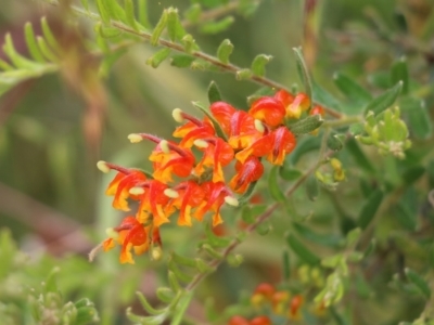 Grevillea alpina (Mountain Grevillea / Cat's Claws Grevillea) at Albury, NSW - 6 Nov 2021 by KylieWaldon