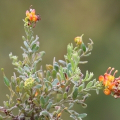 Grevillea alpina at Albury, NSW - 6 Nov 2021 01:56 PM