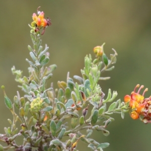 Grevillea alpina at Albury, NSW - 6 Nov 2021