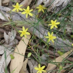 Tricoryne elatior (Yellow Rush Lily) at Albury - 6 Nov 2021 by KylieWaldon