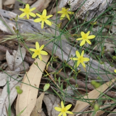 Tricoryne elatior (Yellow Rush Lily) at Albury, NSW - 6 Nov 2021 by KylieWaldon