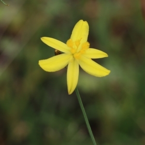 Tricoryne elatior at Albury, NSW - 6 Nov 2021