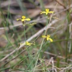 Tricoryne elatior at Albury, NSW - 6 Nov 2021