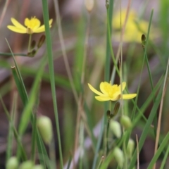 Tricoryne elatior at Albury, NSW - 6 Nov 2021