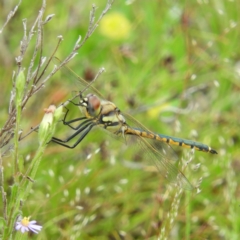 Hemicordulia tau (Tau Emerald) at Mount Taylor - 6 Nov 2021 by MatthewFrawley