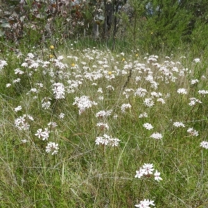 Burchardia umbellata at Kambah, ACT - 6 Nov 2021