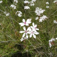 Burchardia umbellata at Kambah, ACT - 6 Nov 2021 12:52 PM