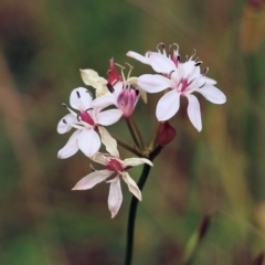 Burchardia umbellata (Milkmaids) at Albury - 6 Nov 2021 by KylieWaldon