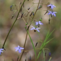 Dianella revoluta (Black-Anther Flax Lily) at Nail Can Hill - 6 Nov 2021 by KylieWaldon