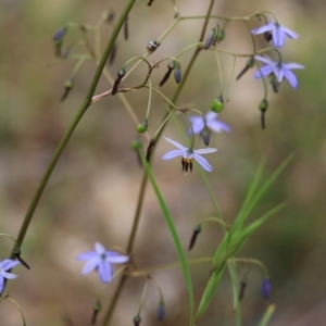 Dianella revoluta at Albury, NSW - 6 Nov 2021 02:19 PM