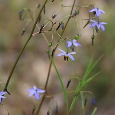 Dianella revoluta (Black-Anther Flax Lily) at Albury - 6 Nov 2021 by KylieWaldon