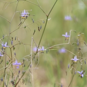 Dianella revoluta at Albury, NSW - 6 Nov 2021